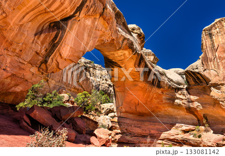 Low-angle view of the Hickman Natural Bridge in Capitol Reef National Park. The massive orange sandstone arch frames a clear, deep blue sky Low-angle view of the Hickman Natural Bridge in Capitol Reef National Park. The massive orange sandstone arch frames a clear, deep blue sky 133081142