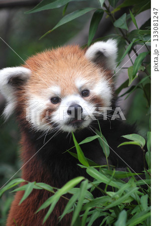 木に登るレッサーパンダ① 133081247