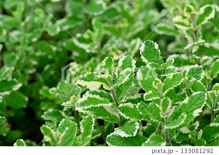 パイナップルミント 133081292