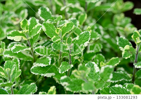 パイナップルミント 133081293