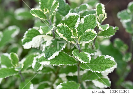 パイナップルミント パイナップルミント 133081302