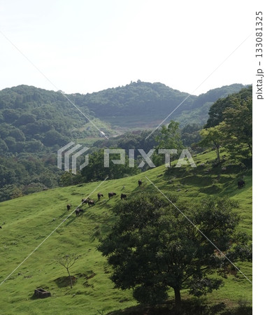 緑の丘で放牧される牛たち:広大な牧場の夏景色 緑の丘で放牧される牛たち:広大な牧場の夏景色 133081325