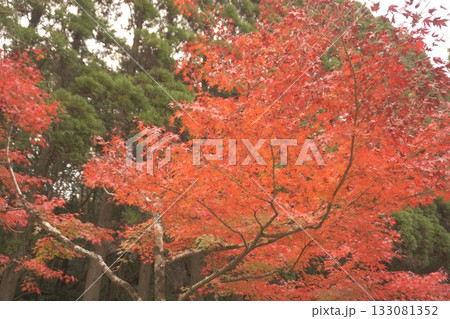 大自然の中で 133081352