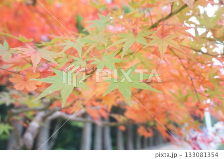 大自然の中で 133081354