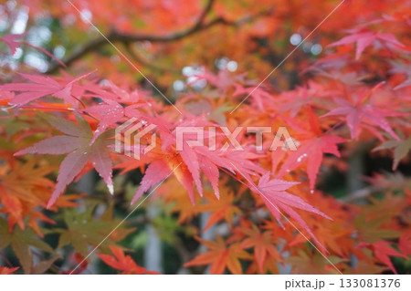 大自然の中で 大自然の中で 133081376