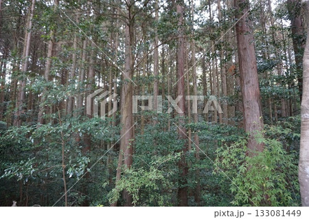 大自然の中で 133081449