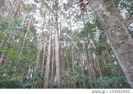 大自然の中で 133081450