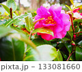 赤い椿の花 133081660