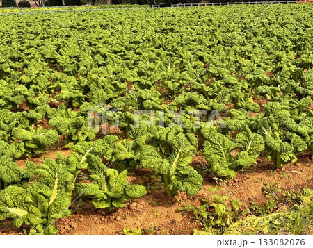 何気ない日常の風景 何気ない日常の風景 133082076