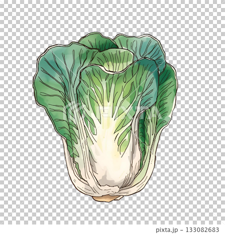 Watercolor style Chinese cabbage illustration 133082683