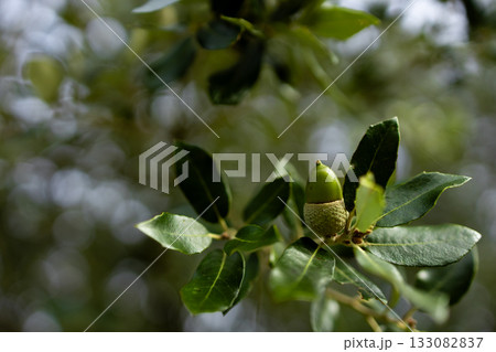 Close up of green acorn on oak tree branch with leaves in natural setting 133082837