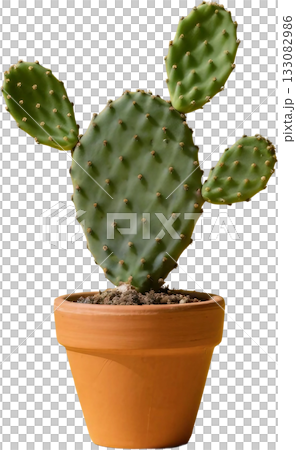 small cactus plant in pot 133082986
