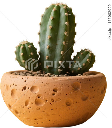 cactus plant isolated on white background 133082990