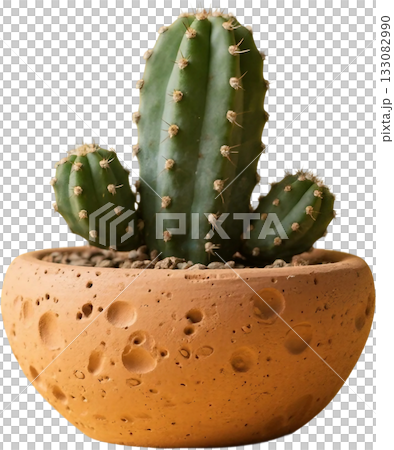 cactus plant isolated on white background 133082990