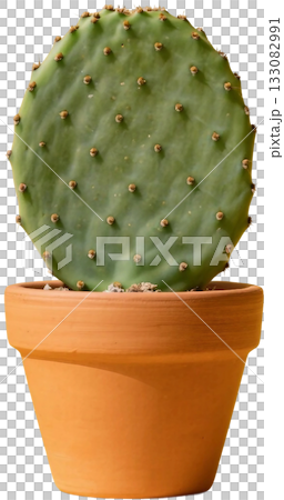 cactus thorns in pot isolated on white 133082991