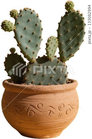 small cactus in pot small cactus in pot 133082994