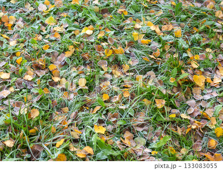 Frost-covered grass and fallen leaves on the ground. Frost-covered grass and fallen leaves on the ground. 133083055