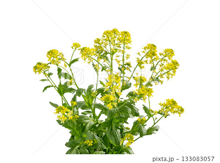 Mustard plant. Canola flower isolated. Rapeseed plant. 133083057