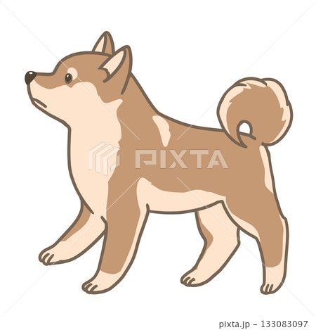 横向で立つ柴犬 横向で立つ柴犬 133083097