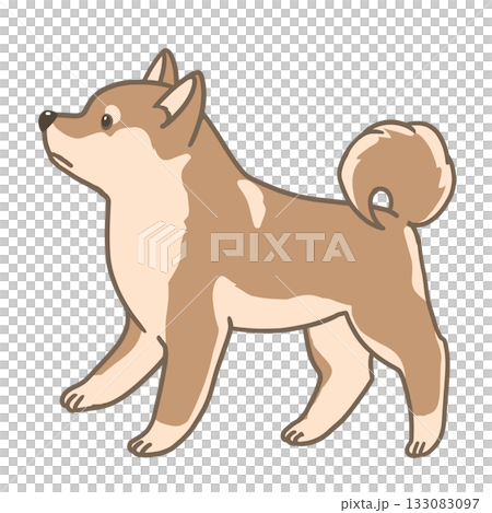 側身站立的柴犬 133083097
