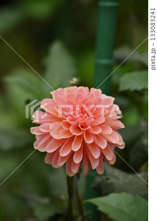 ピンク色のダリア 133083241