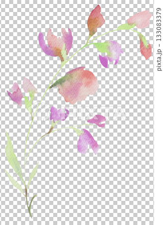 Watercolor pastel pink wild flowers, isolated illustration, floral wedding and greeting element Watercolor pastel pink wild flowers, isolated illustration, floral wedding and greeting element 133083379