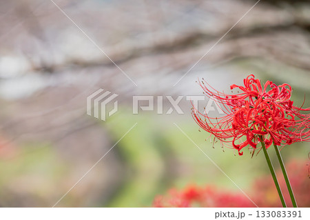 藤枝市の葉梨川沿いに咲く彼岸花(静岡県) 133083391