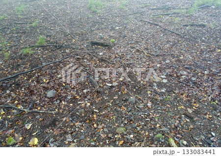 落ち葉が敷き詰められた地面 133083441