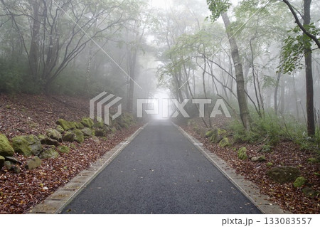霧に包まれた林道 霧に包まれた林道 133083557