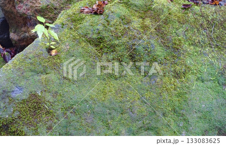 苔の生えた岩 背景画像 苔の生えた岩 背景画像 133083625
