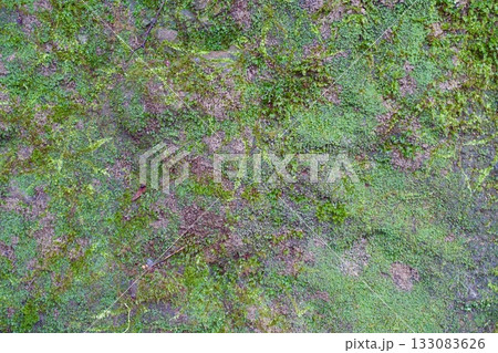 苔の生えた岩の表面 背景画像 苔の生えた岩の表面 背景画像 133083626