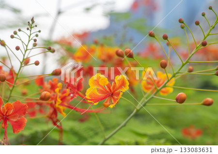 オウコチョウの花, シンガポール 133083631