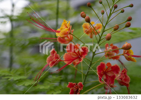オウコチョウの花, シンガポール 133083632