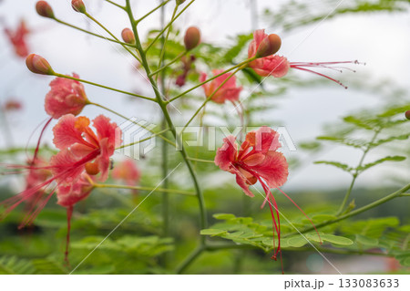 オウコチョウの花, シンガポール オウコチョウの花, シンガポール 133083633