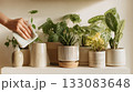 Cleaning and caring for green houseplants in ceramic pots. Fresh foliage and indoor greenery for home decor inspiration Cleaning and caring for green houseplants in ceramic pots. Fresh foliage and indoor greenery for home decor inspiration 133083648