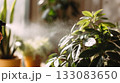 Hand spraying water mist on glossy green houseplant leaves in warm sunlight. Indoor plant care concept with natural light, hydration and home gardening Hand spraying water mist on glossy green houseplant leaves in warm sunlight. Indoor plant care concept with natural light, hydration and home gardening 133083650