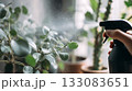 Fresh green leaves being misted with water spray in cozy home interior. Healthy indoor plants Fresh green leaves being misted with water spray in cozy home interior. Healthy indoor plants 133083651