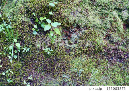 苔と蔦の生える岩 苔と蔦の生える岩 133083873