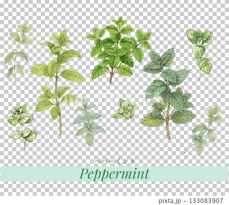 Illustration material of peppermint, essential oil & aroma Illustration material of peppermint, essential oil & aroma 133083907