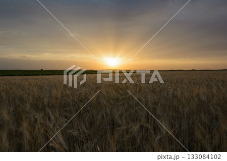 Wheat Field at Sunrise with Radiant Orange Glow Wheat Field at Sunrise with Radiant Orange Glow 133084102