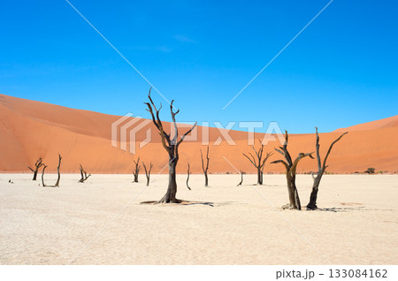 Ancient trees Deadvlei Sossusvlei, Namibia 133084162