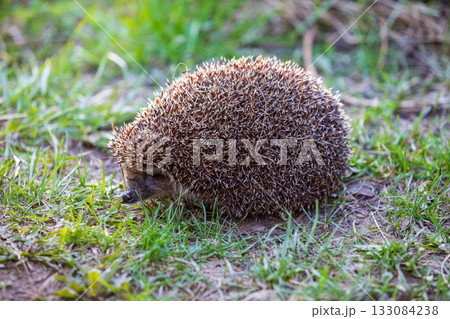 hedgehog in the green grass 133084238