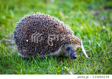 hedgehog in the green grass 133084239