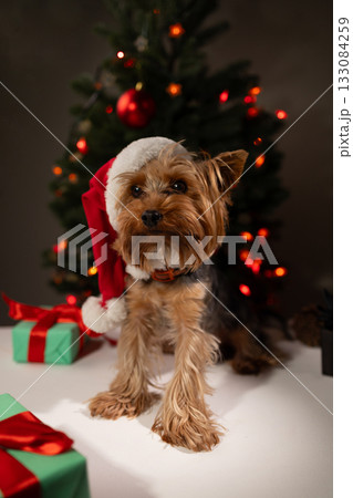 Creative Dog Postcard Cover for Christmas and New Year Holiday Celebrations Creative Dog Postcard Cover for Christmas and New Year Holiday Celebrations 133084259
