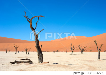 Ancient trees Deadvlei Sossusvlei, Namibia 133084273