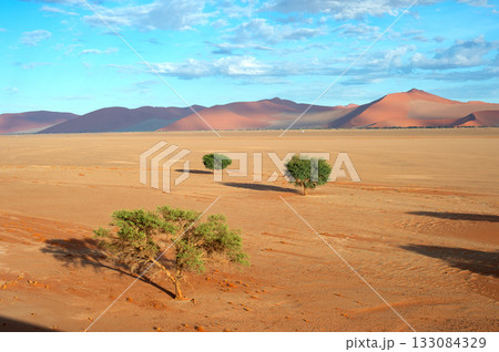desert trees dunes. Sossusvlei, Namibia 133084329
