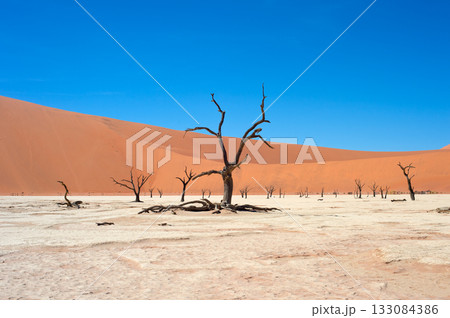 Ancient trees Deadvlei Sossusvlei, Namibia 133084386