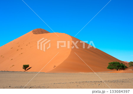 desert trees dunes. Sossusvlei, Namibia 133084397