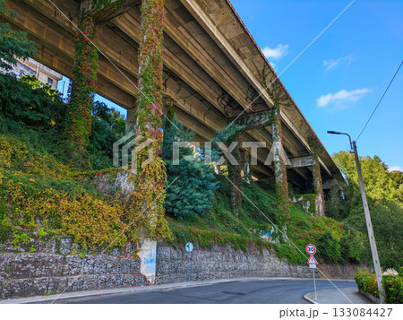 Grass  trees beneath under bridge 133084427