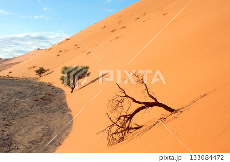 desert trees dunes. Sossusvlei, Namibia 133084472